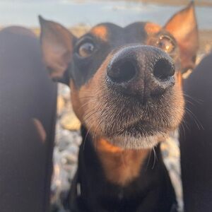 Meet your Posher, Ann